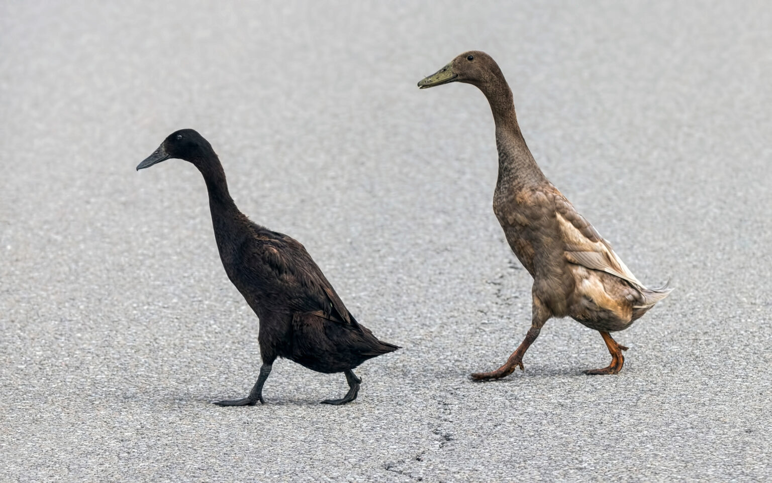 How To Care For Ducks Backyard Poultry